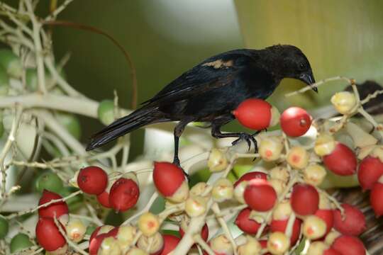 Image of Tawny-shouldered Blackbird