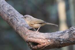 Image of Brown-cheeked Fulvetta