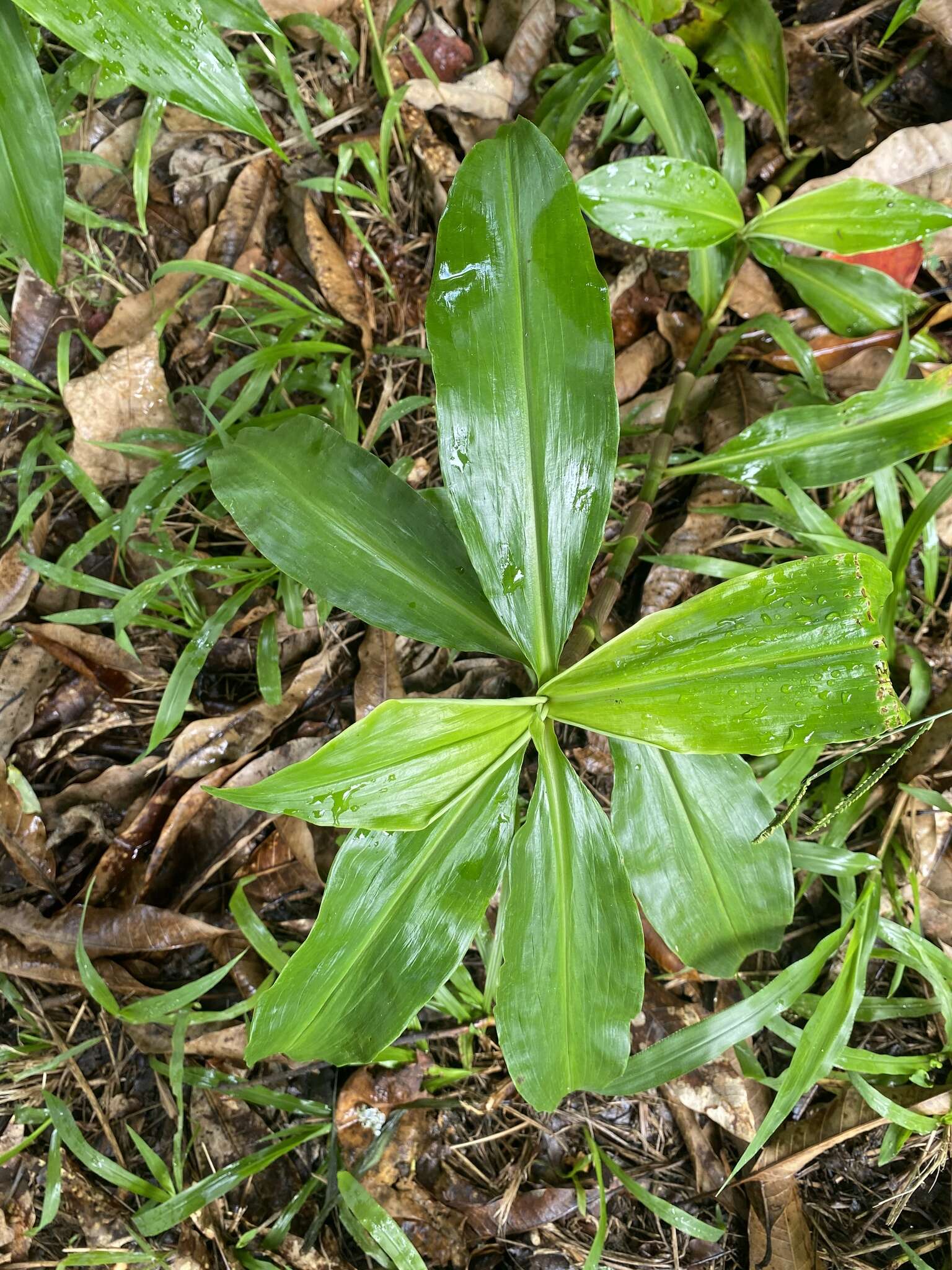 Слика од Pollia macrophylla (R. Br.) Benth.