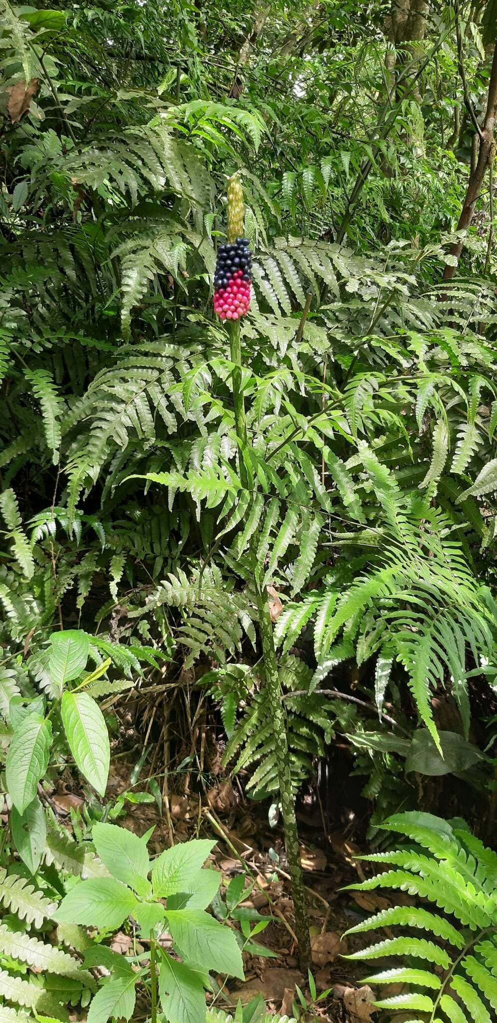 Image of Amorphophallus kiusianus (Makino) Makino