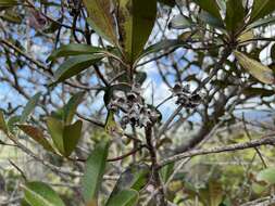 Image of Tristaniopsis guillainii Vieill. ex Brongn. & Gris