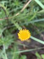 Image of Inezia integrifolia (Klatt) Phillips