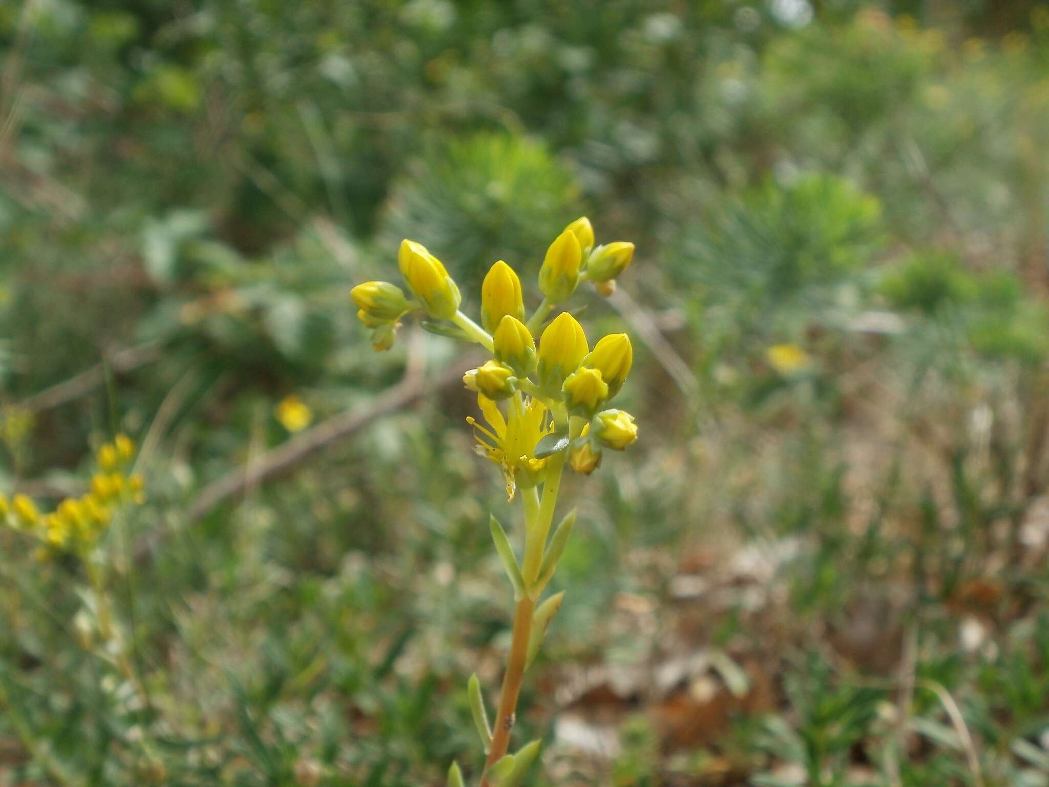 Image of Petrosedum rupestre (L.) P. Heath