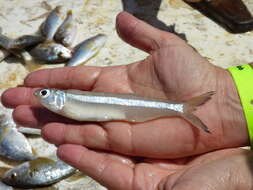 Image of Broad-striped Anchovy