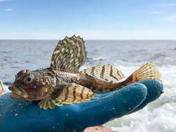 Image of Arctic Staghorn Sculpin