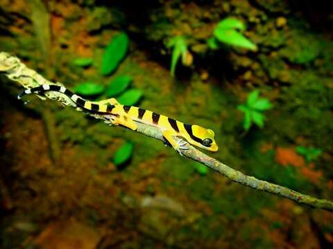 Image of Malayan Forest Gecko