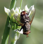 Image of marmoratus species group