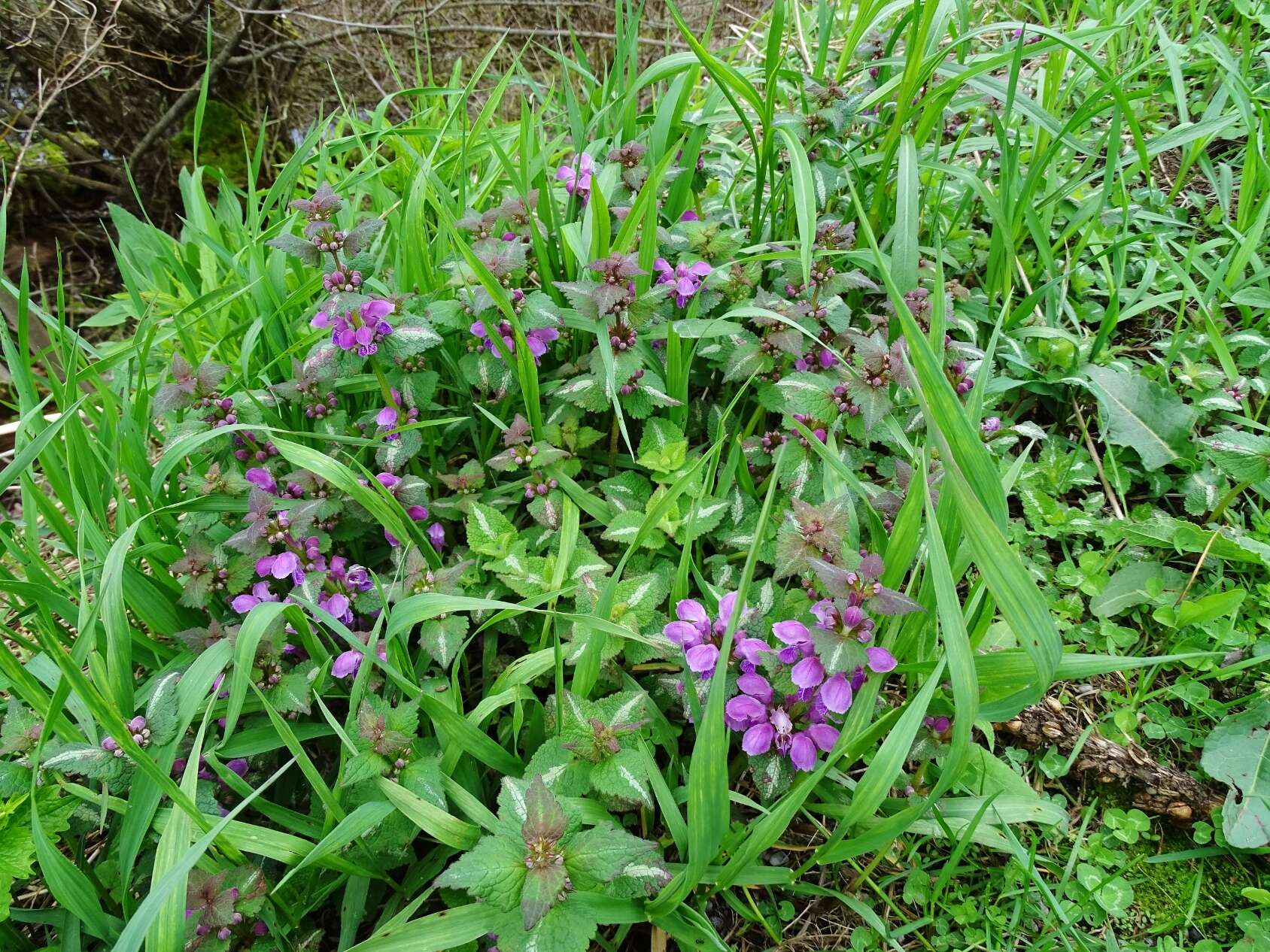 Image of spotted dead-nettle