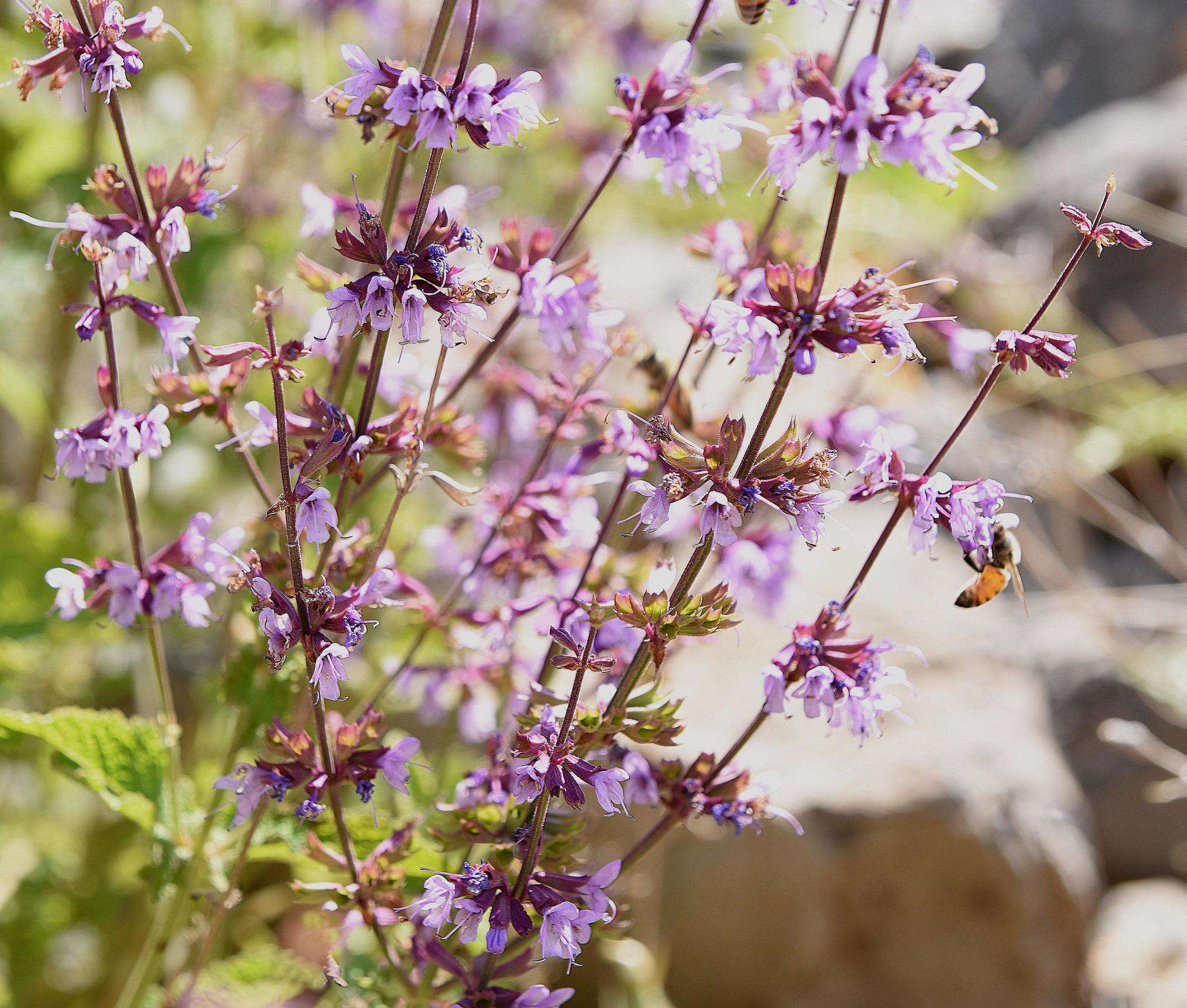 Imagem de Salvia judaica Boiss.