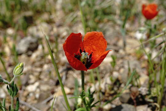 Image of Papaver minus (Bél.) Meikle