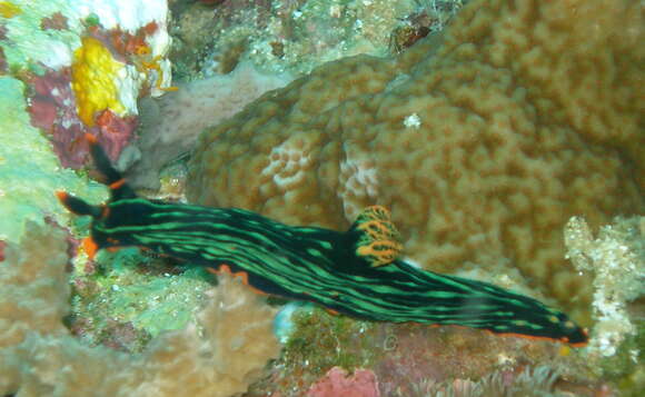 Image of Dusky green spot orange gill black slug