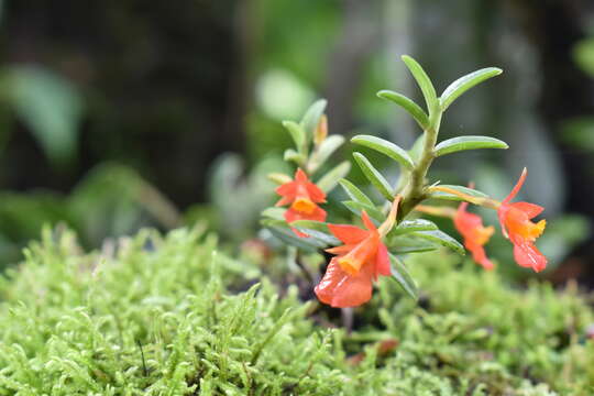 Fernandezia subbiflora Ruiz & Pav.的圖片