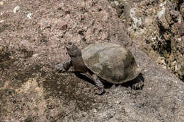 Image of Oldham’s Leaf Turtle