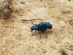 Image of Autumn Tiger Beetle