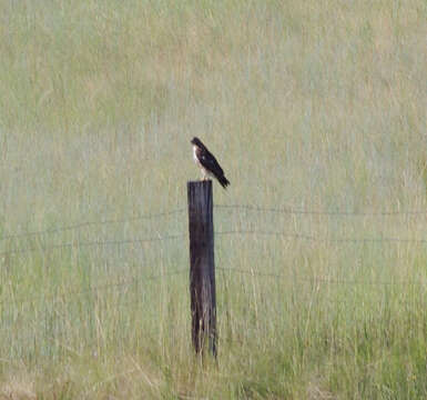 Image of Buteo jamaicensis calurus Cassin 1855