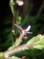 Image de Stylidium elongatum Benth.