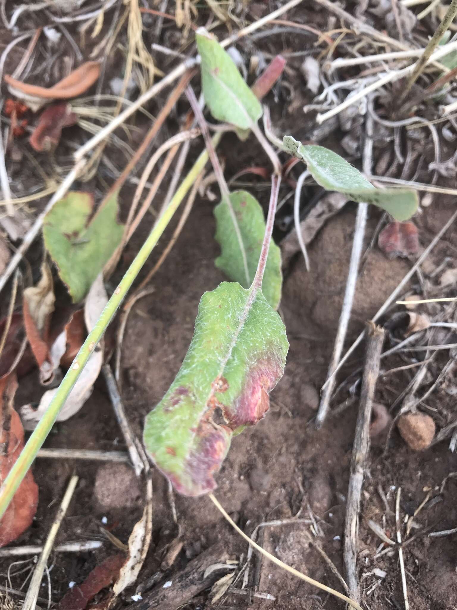 Image of redroot buckwheat