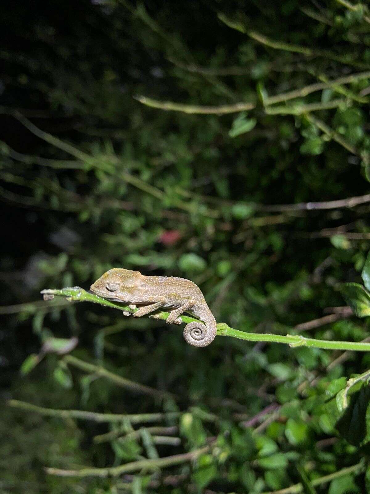 Image de Caméléon nain du Transvaal