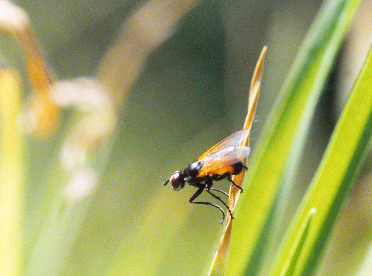 Image of Huttonobesseria verecunda (Hutton 1901)