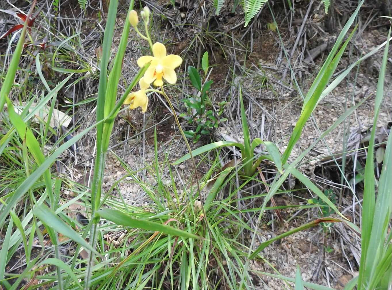 Imagem de Spathoglottis pubescens Lindl.