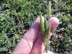 Phleum paniculatum Huds.的圖片