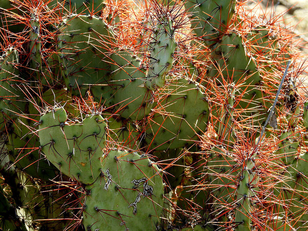 Image of pricklypear