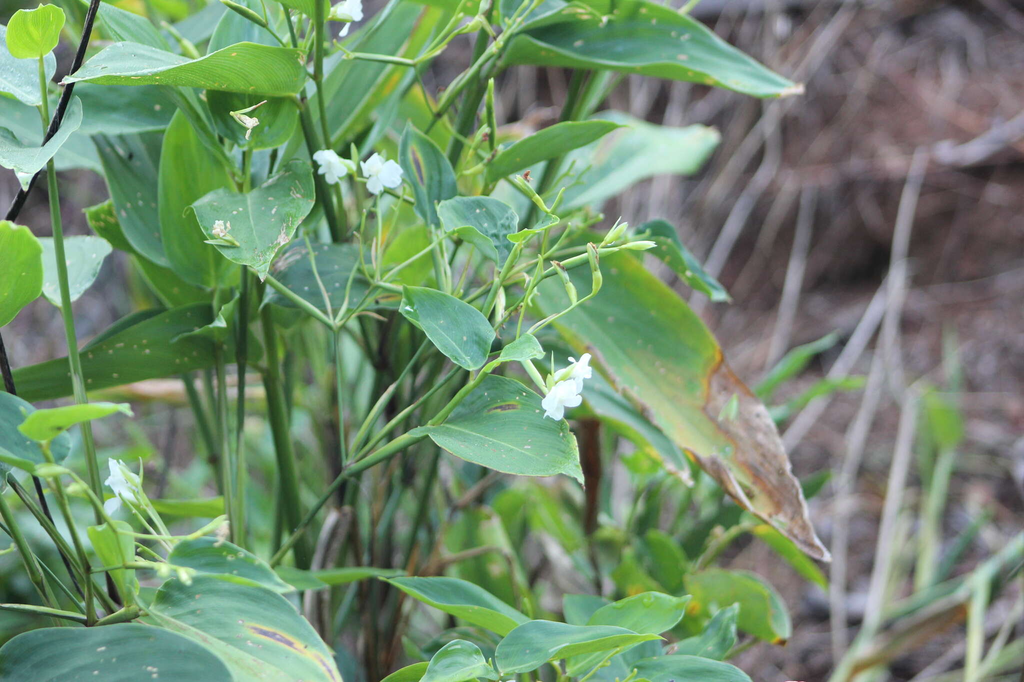 Maranta sobolifera L. Andersson的圖片