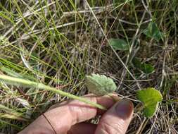 Слика од Ranunculus cardiophyllus Hook.