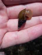 Image of Great Pond Snail