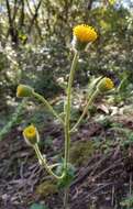 Image of rayless arnica