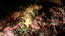 Image of four-colour nudibranch