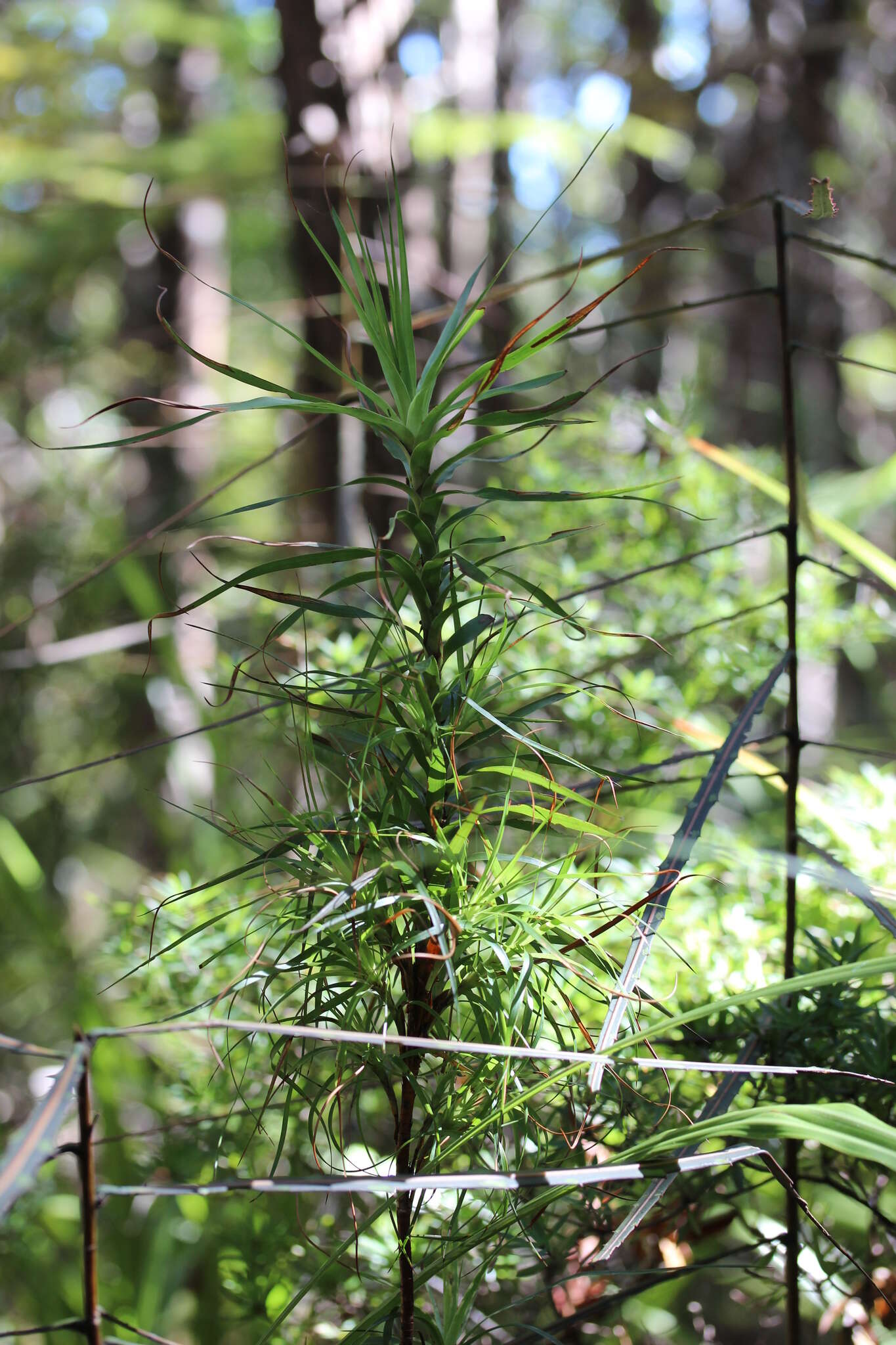 Image de Dracophyllum sinclairii Cheeseman