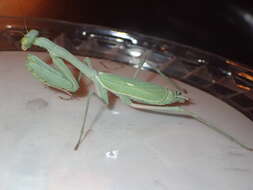 Image de Stagmomantis limbata Hahn 1835