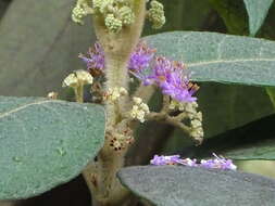 Image of Callicarpa tomentosa (L.) L.