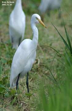 Imagem de Ardea intermedia Wagler 1829