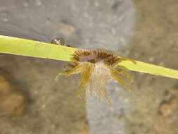 Image of grass crack anemone
