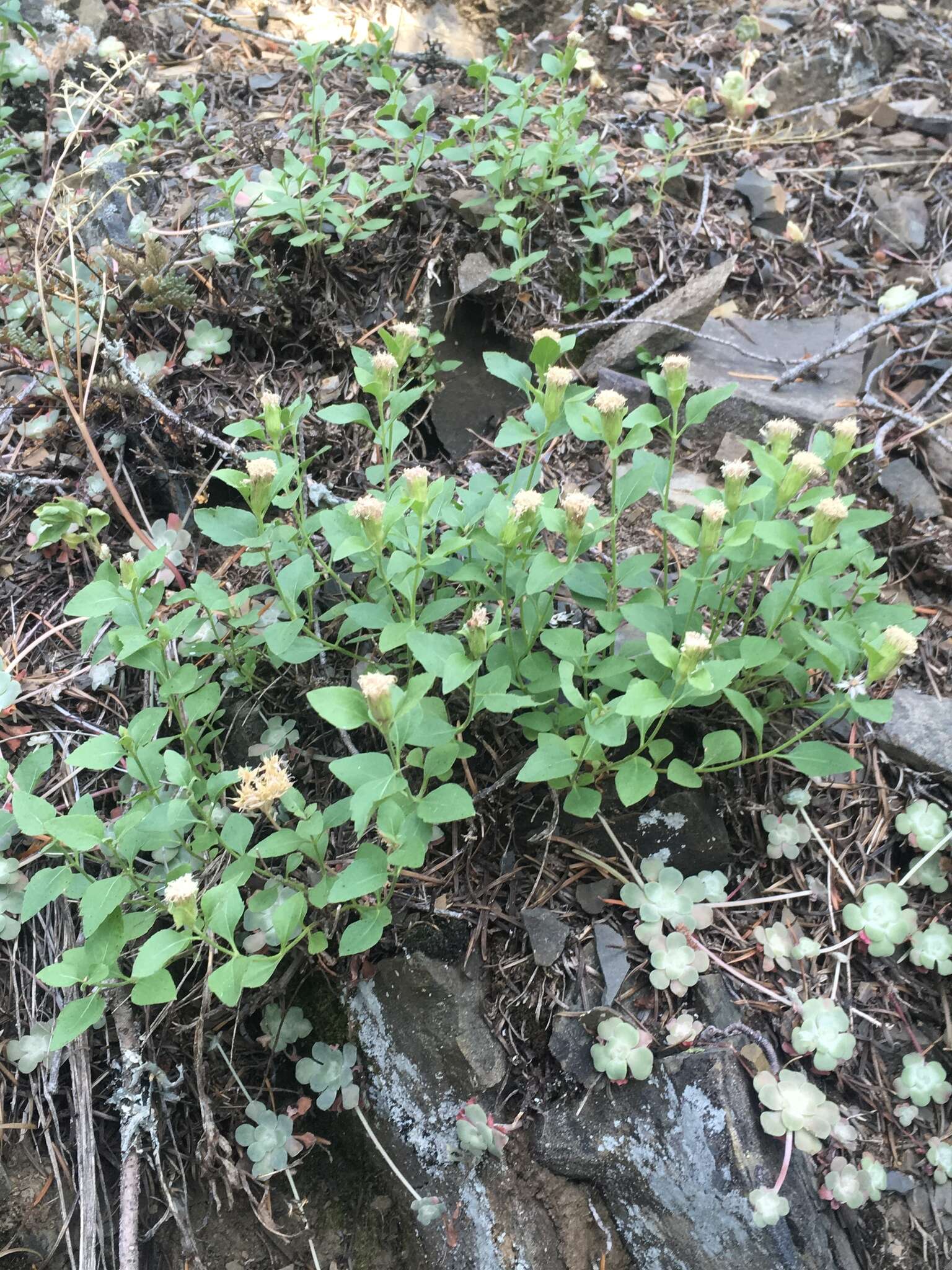 Ageratina shastensis (Taylor & Stebb.) R. King & H. Rob.的圖片