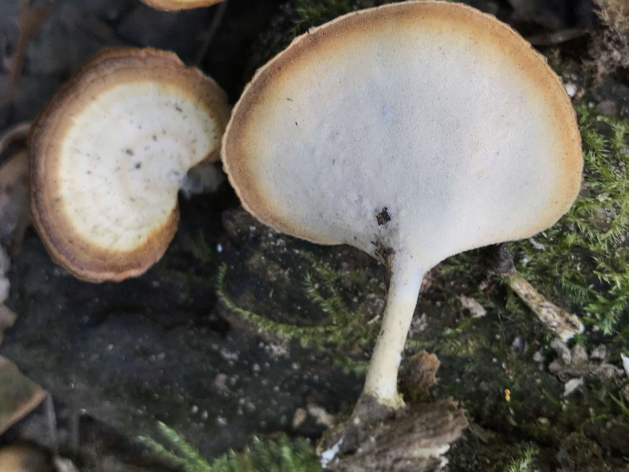 Image de Microporellus