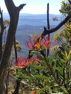 Image of Telopea truncata (Labill.) R. Br.