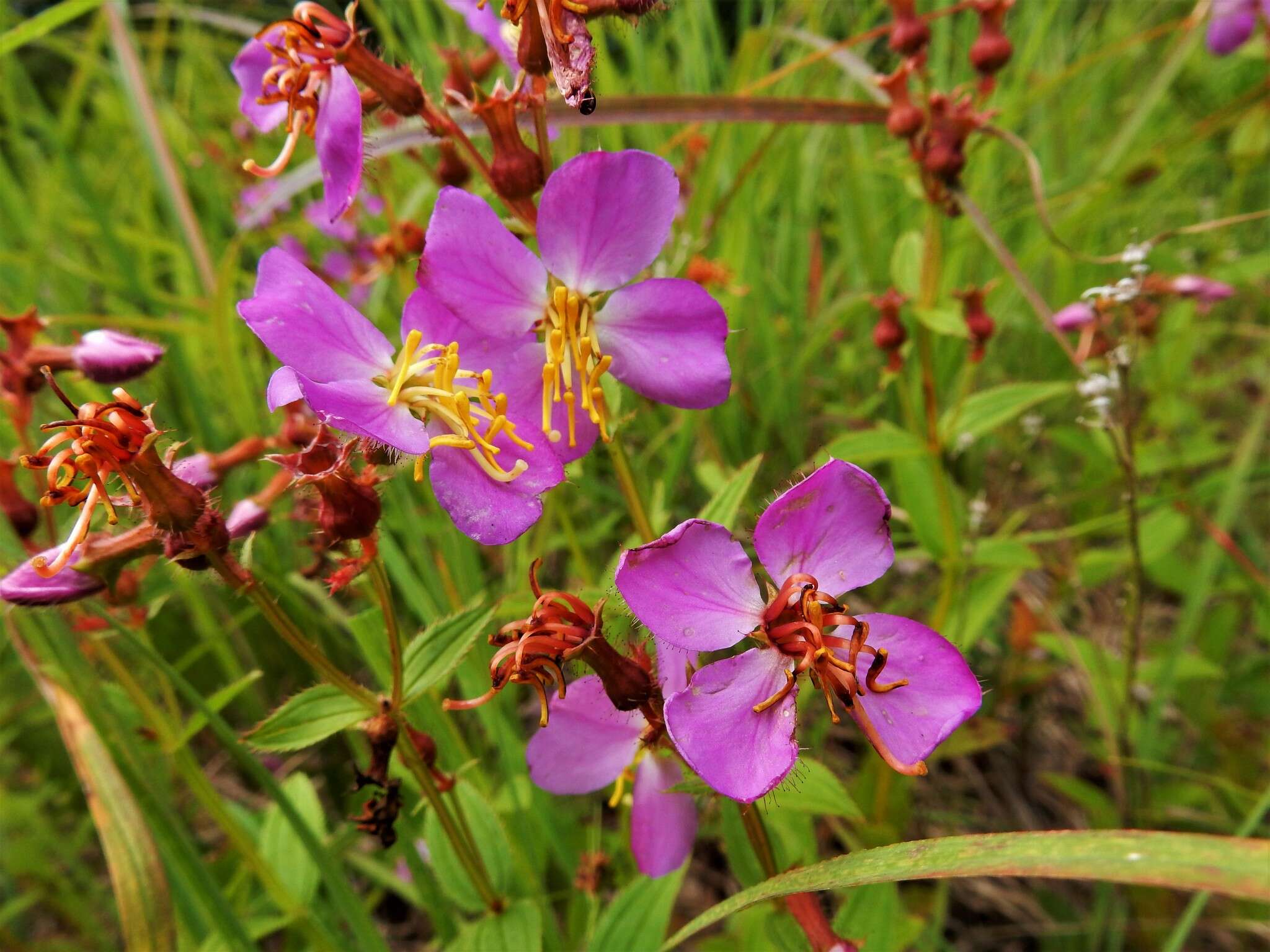 Imagem de Rhexia virginica L.