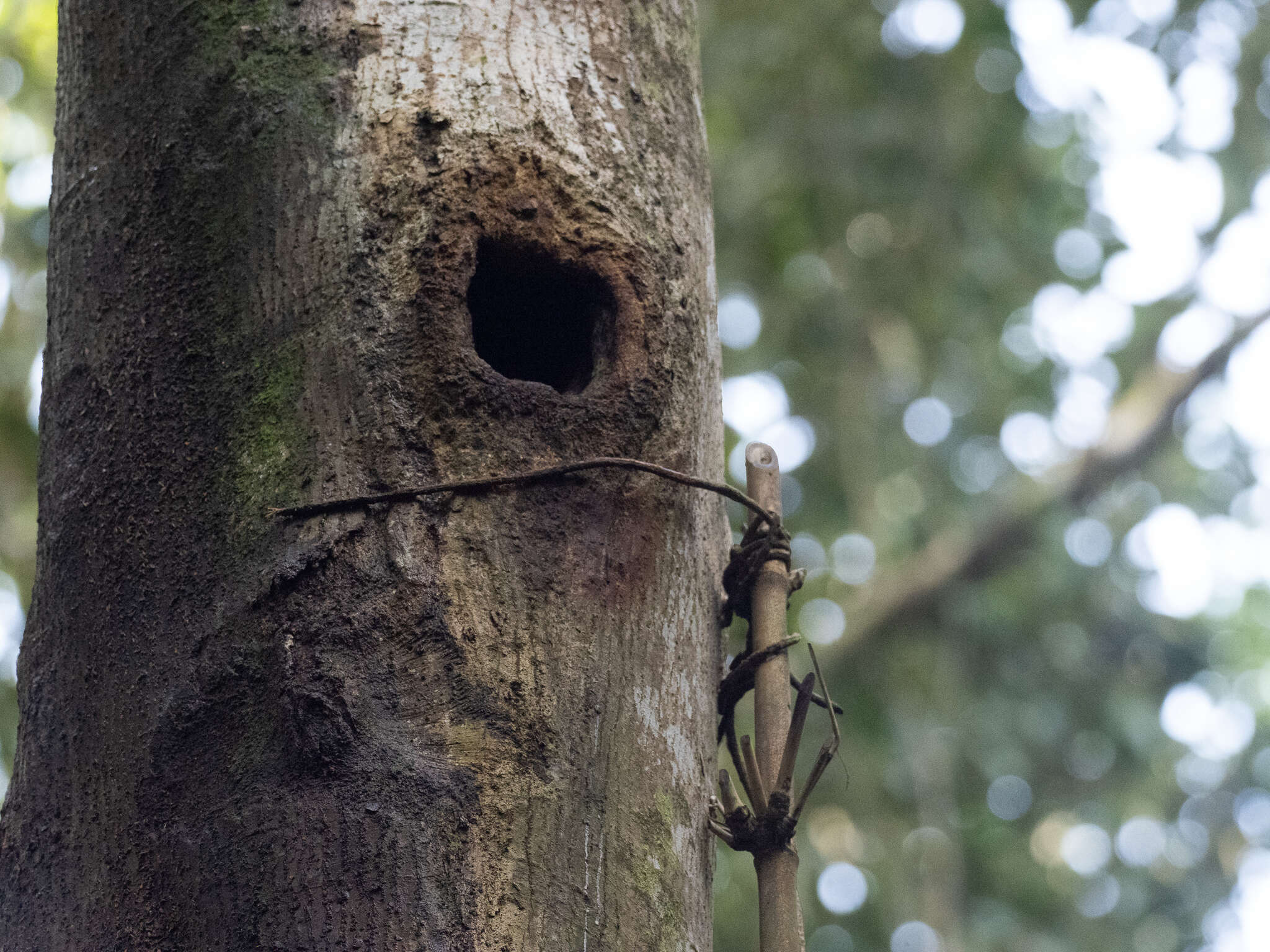 Image of Tarictic Hornbill