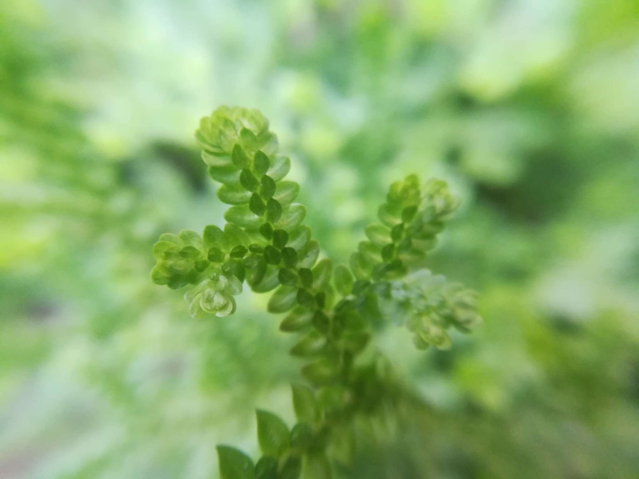 Image of Selaginella delicatissima Linden