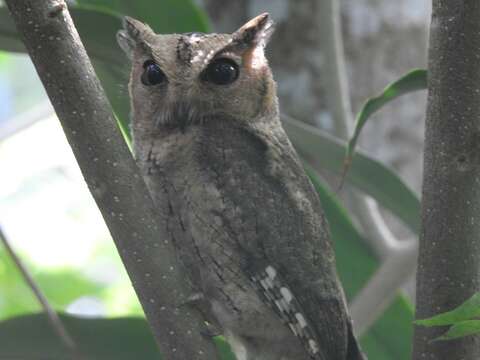 Image of Indian Scops Owl