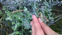 Image of Helichrysum pandurifolium Schrenk