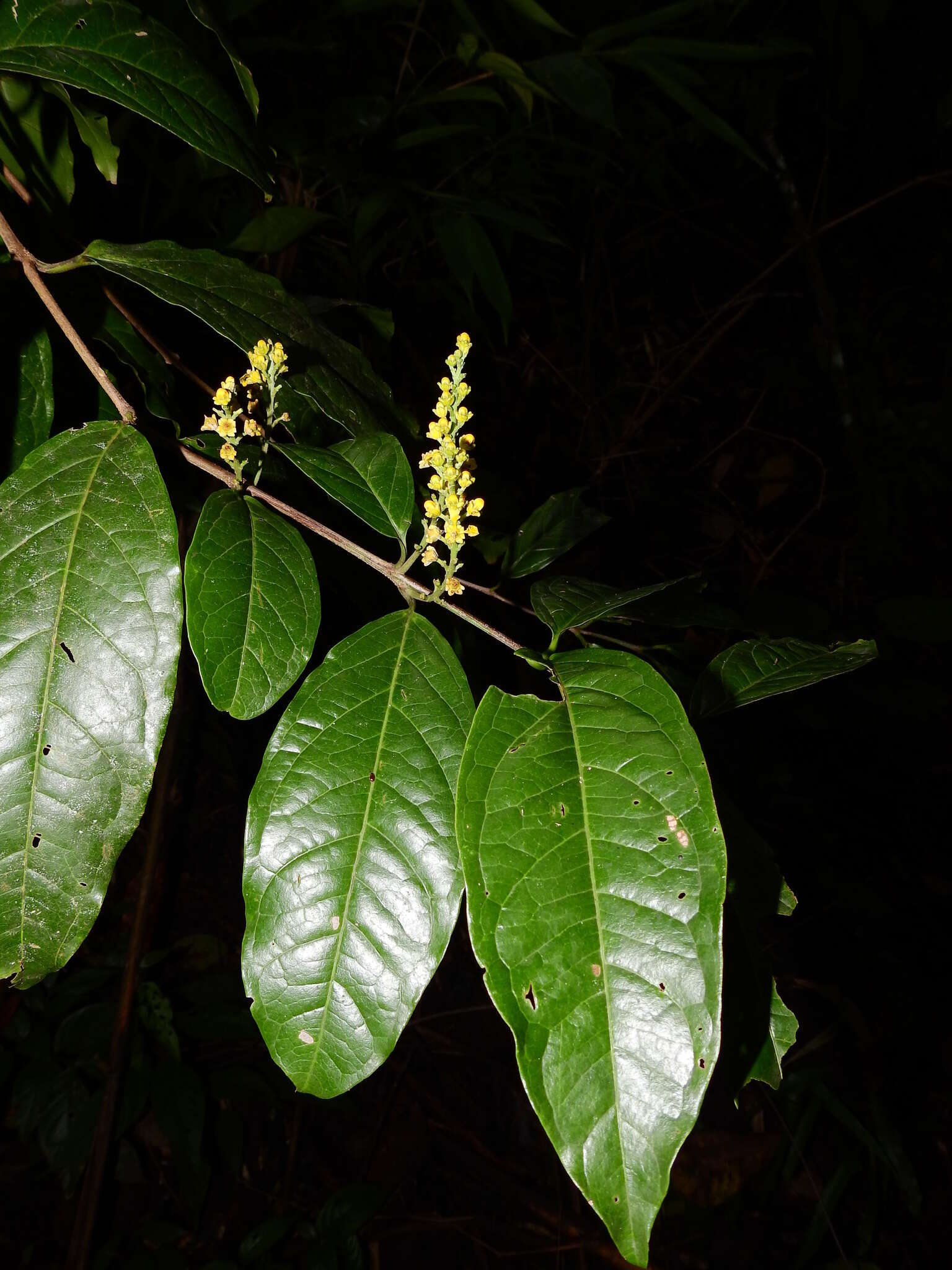 Imagem de Bunchosia decussiflora W. R. Anderson