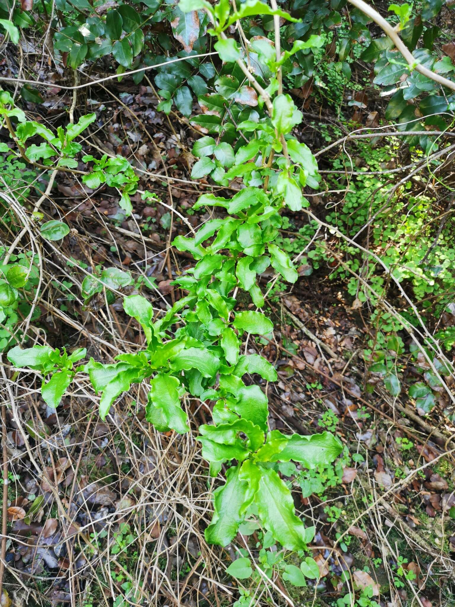 Image of Anisomeria littoralis (Poepp. & Endl.) Moq.