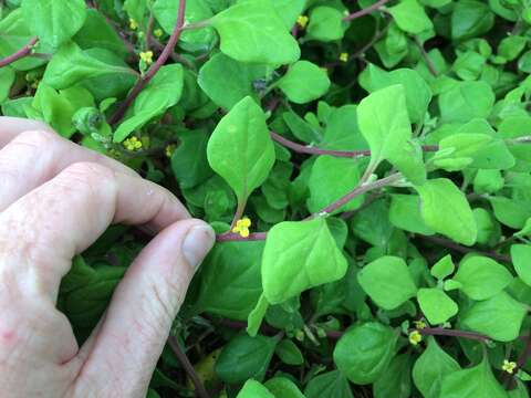 Image of New Zealand spinach