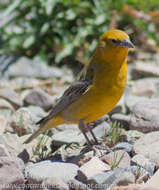 Image of Greater Yellow Finch