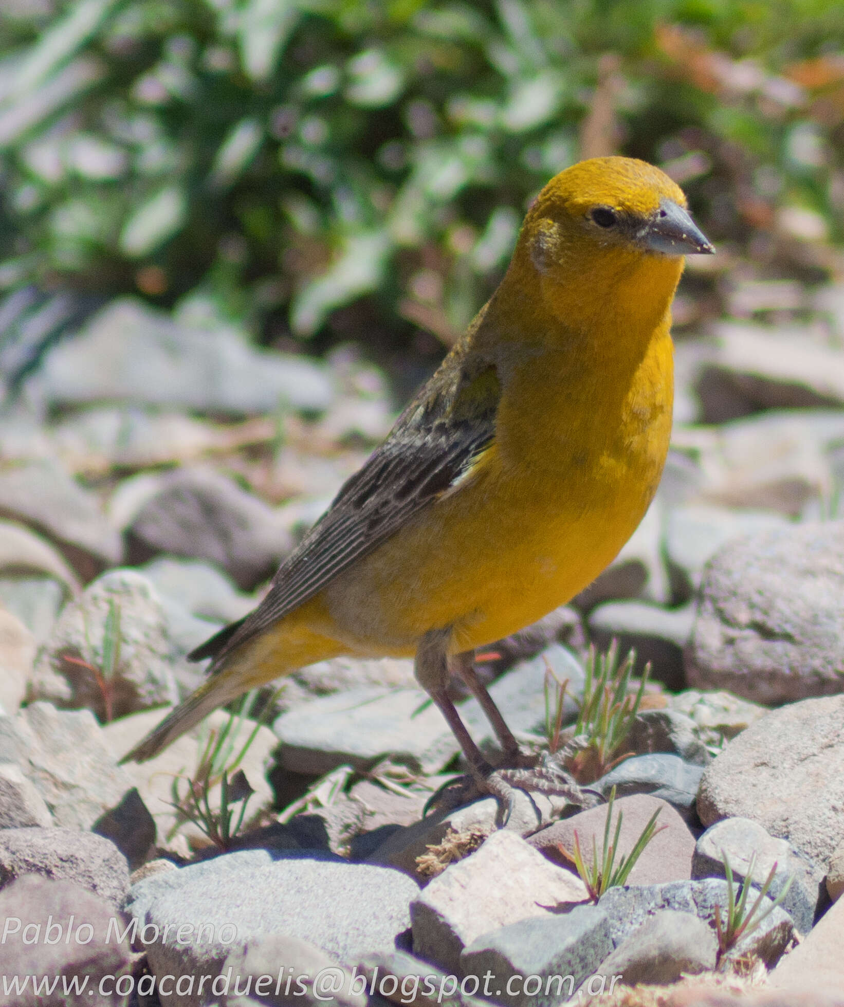 Image of Greater Yellow Finch