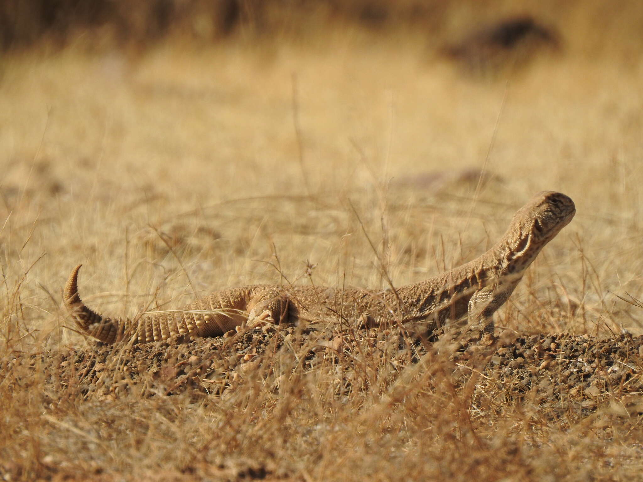 Image of Hardwick's spiny-tailed lizard